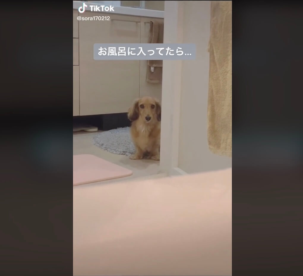 ダックスフンド,動画