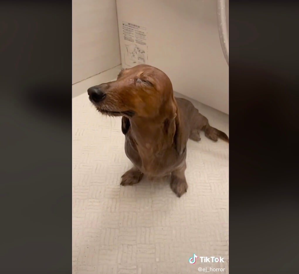 ダックスフンド,動画