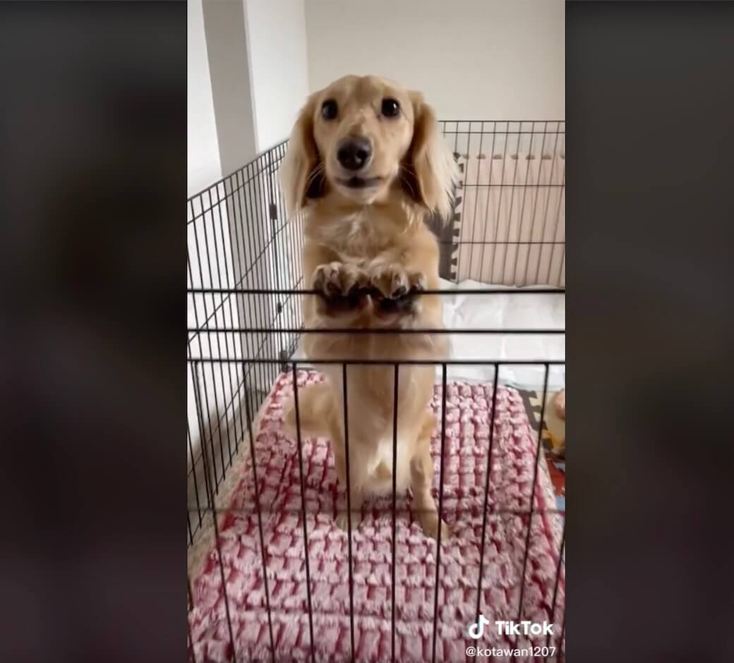 ダックスフンド,動画