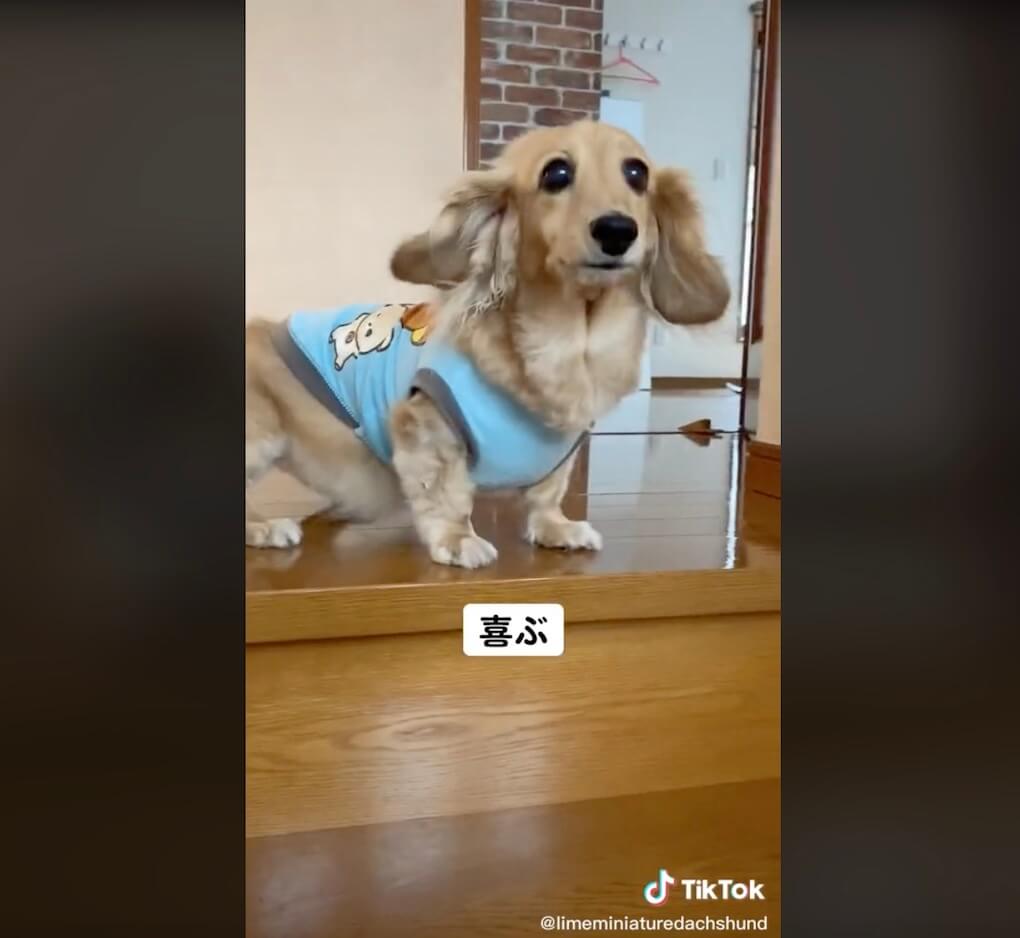 ダックスフンド,動画