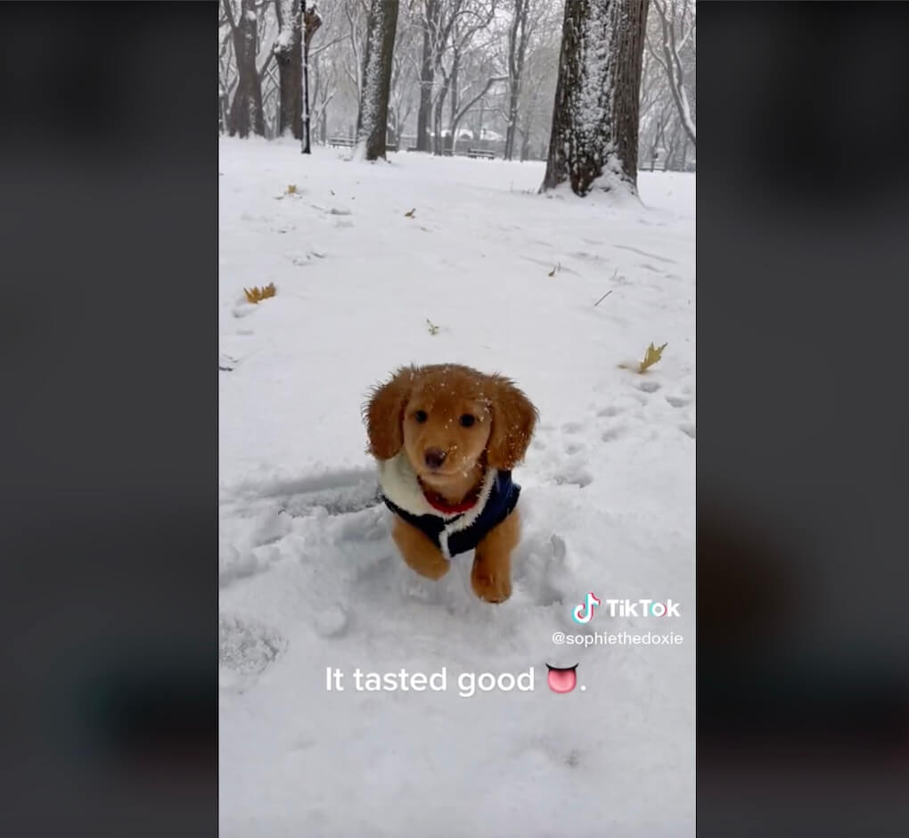 ダックスフンド,動画