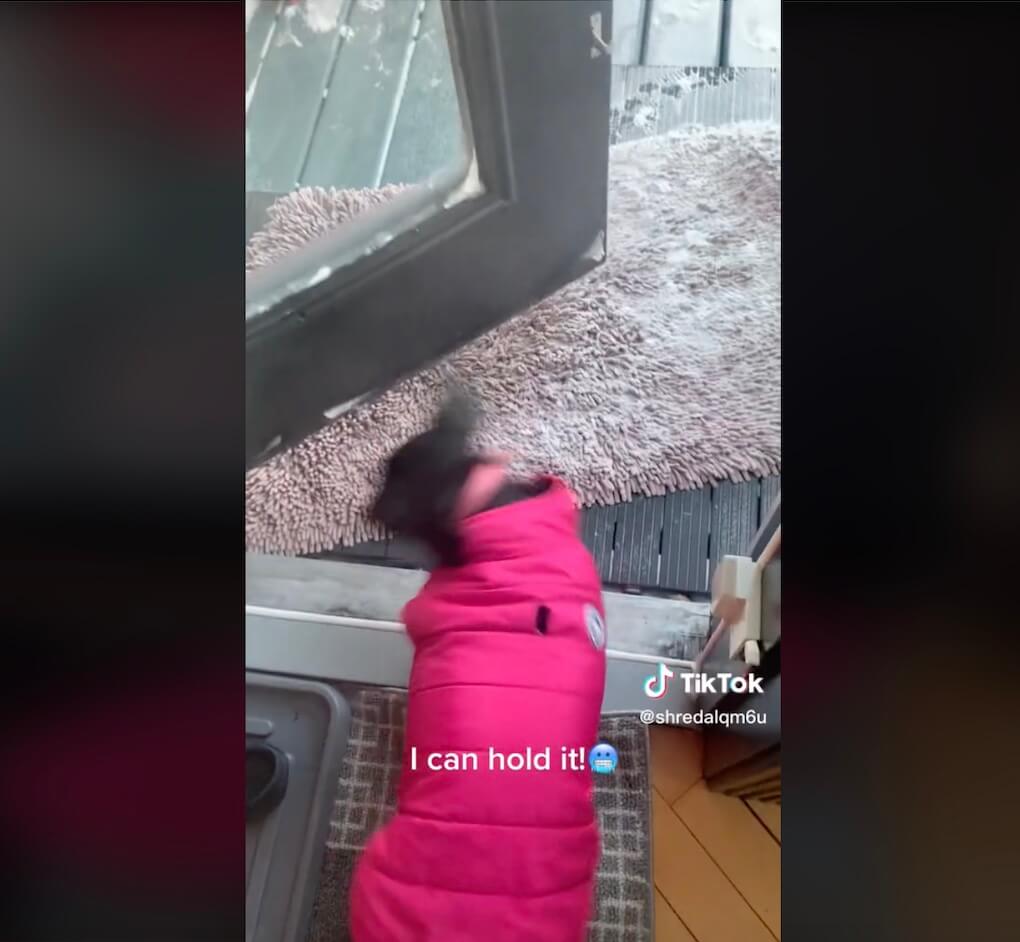 ダックスフンド,動画