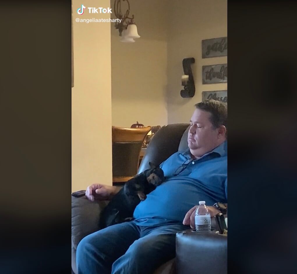 ダックスフンド,動画