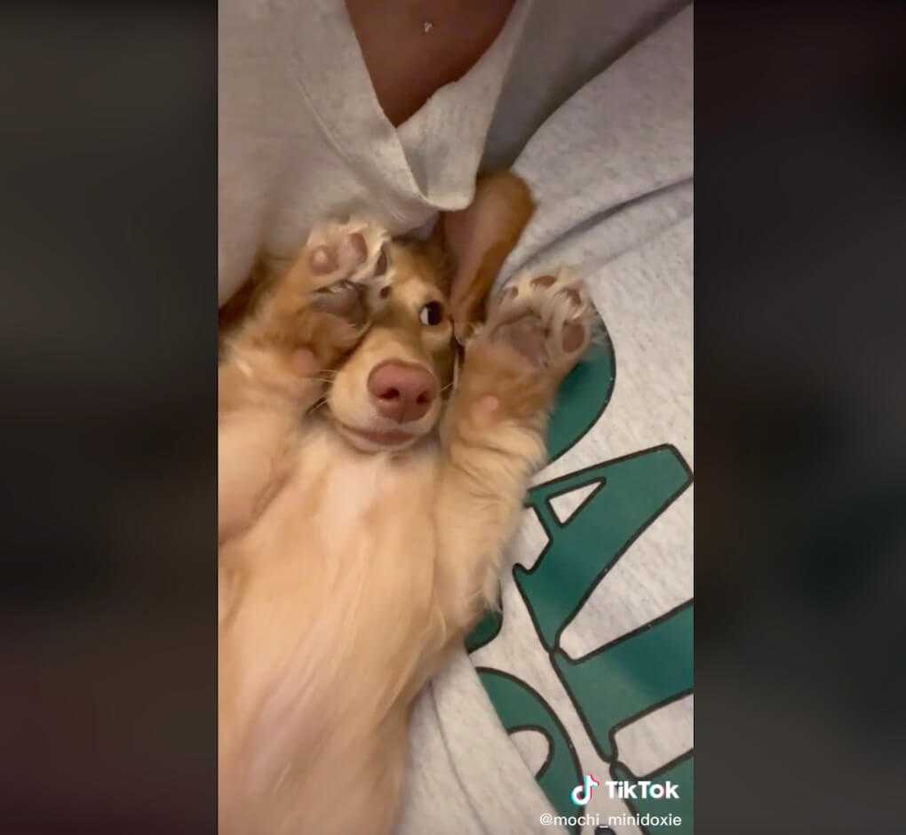 ダックスフンド,動画