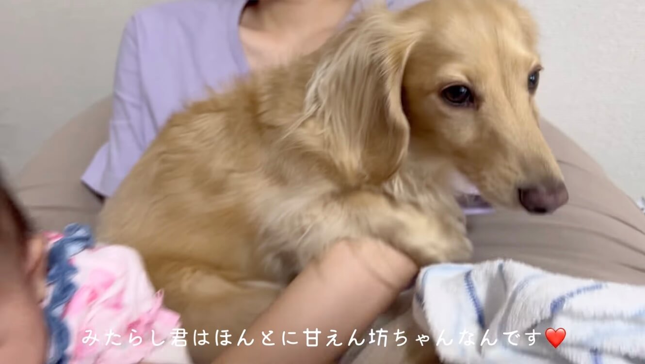 ダックスフンド,動画