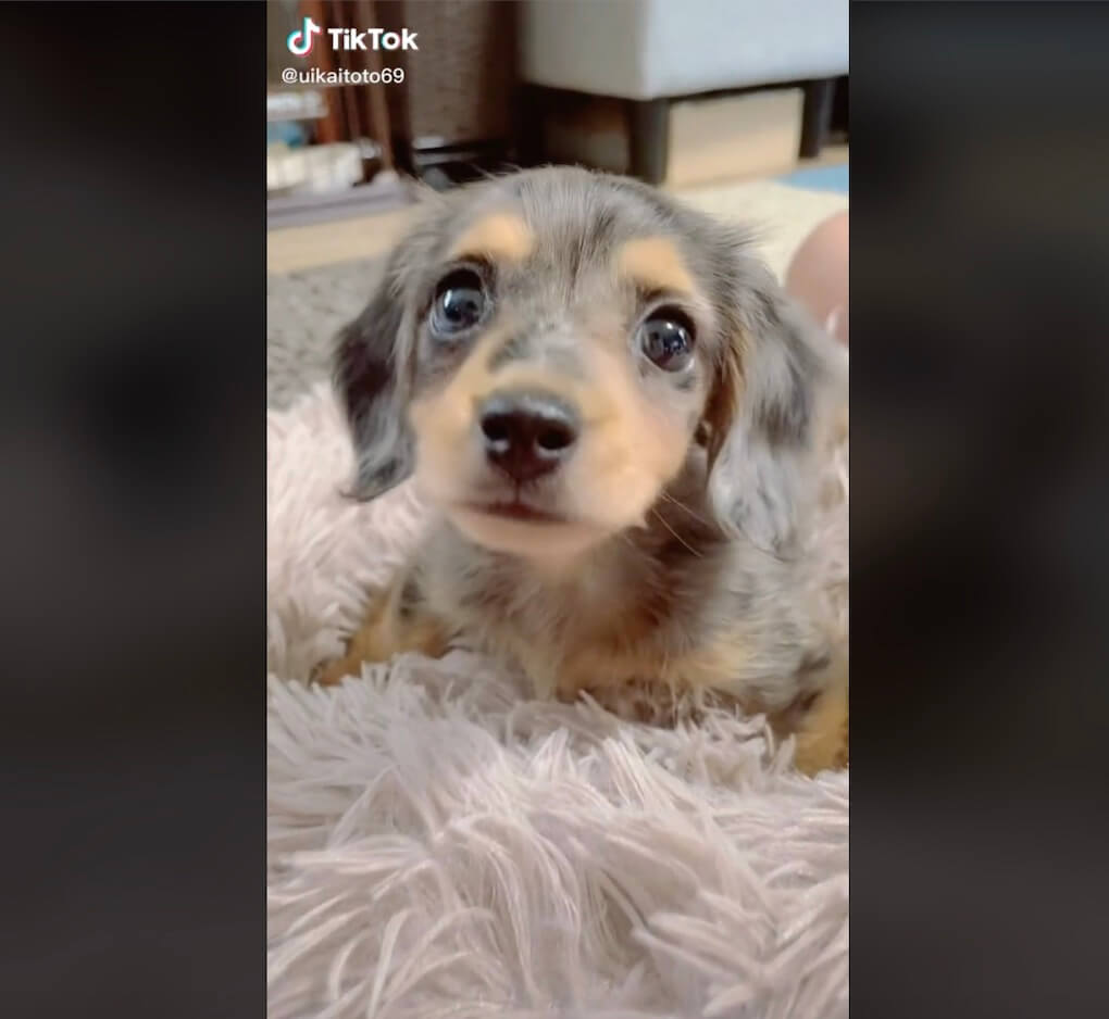 ダックスフンド,動画