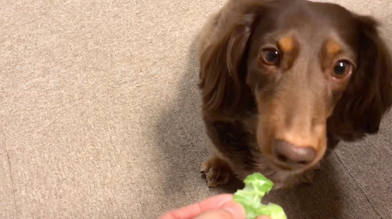 ダックスフンド,動画