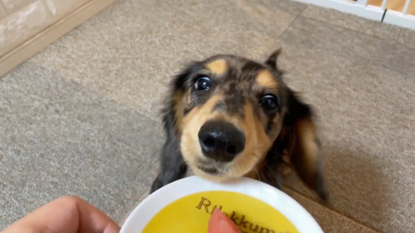 ダックスフンド,動画