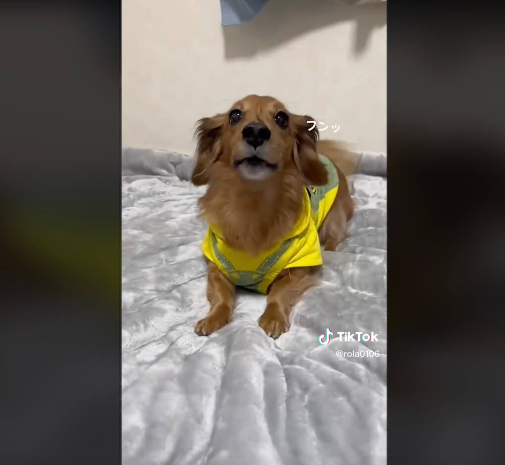 ダックスフンド,動画