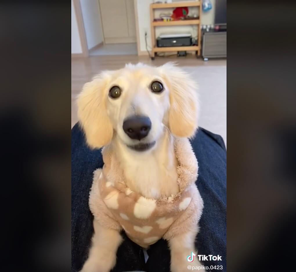 ダックスフンド,動画