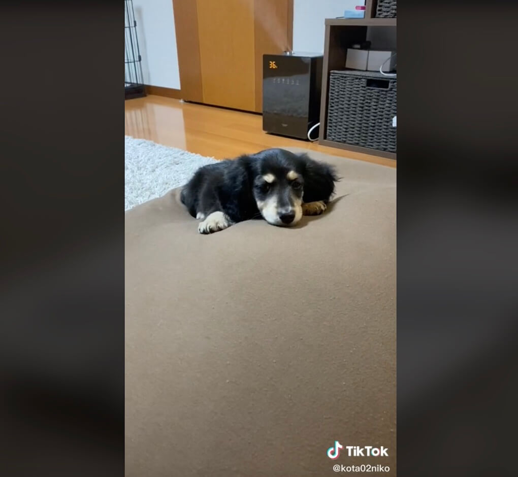 ダックスフンド,動画