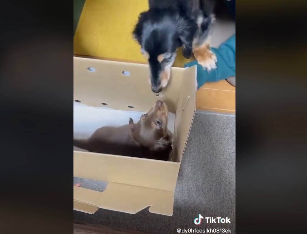 ダックスフンド,動画