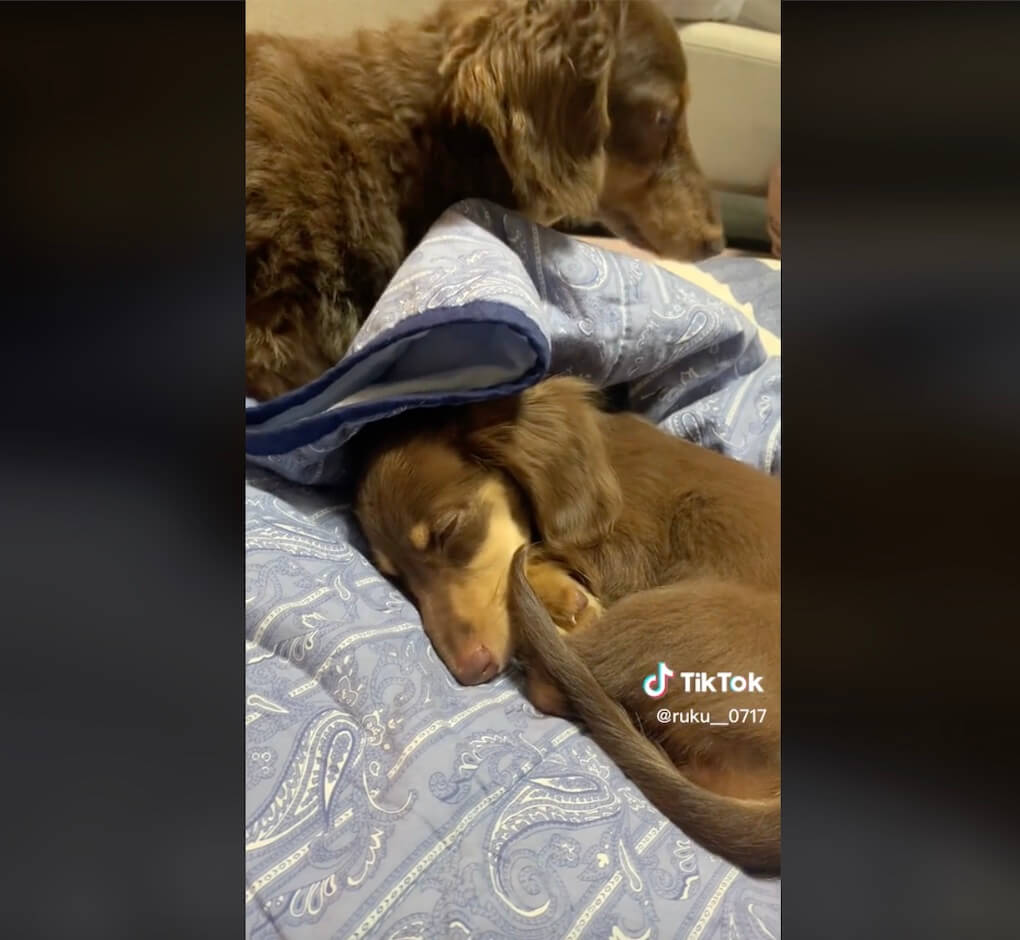 ダックスフンド,動画