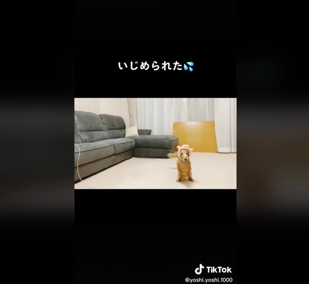 ダックスフンド,動画