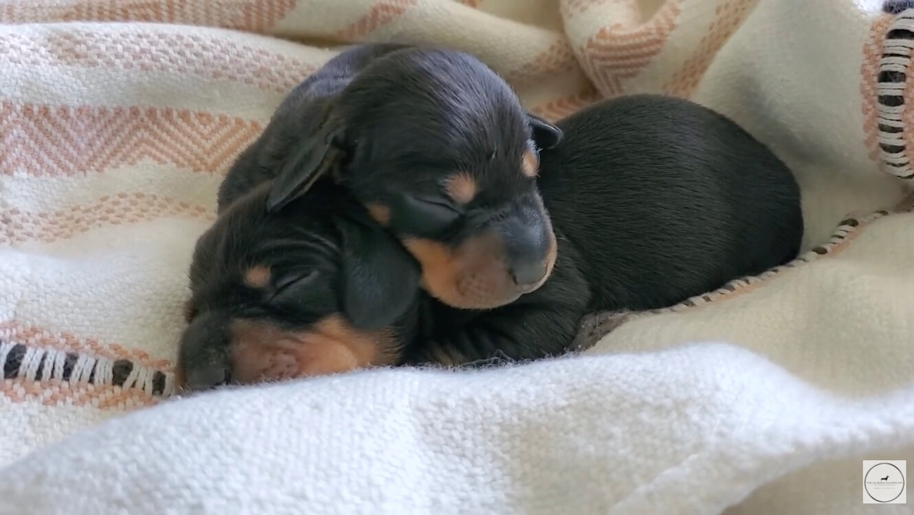 ダックスフンド,動画