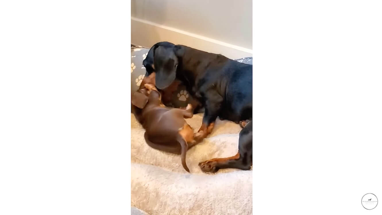 ダックスフンド,動画