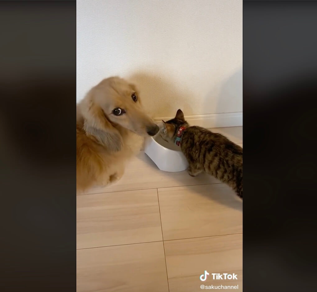 ダックスフンド,動画