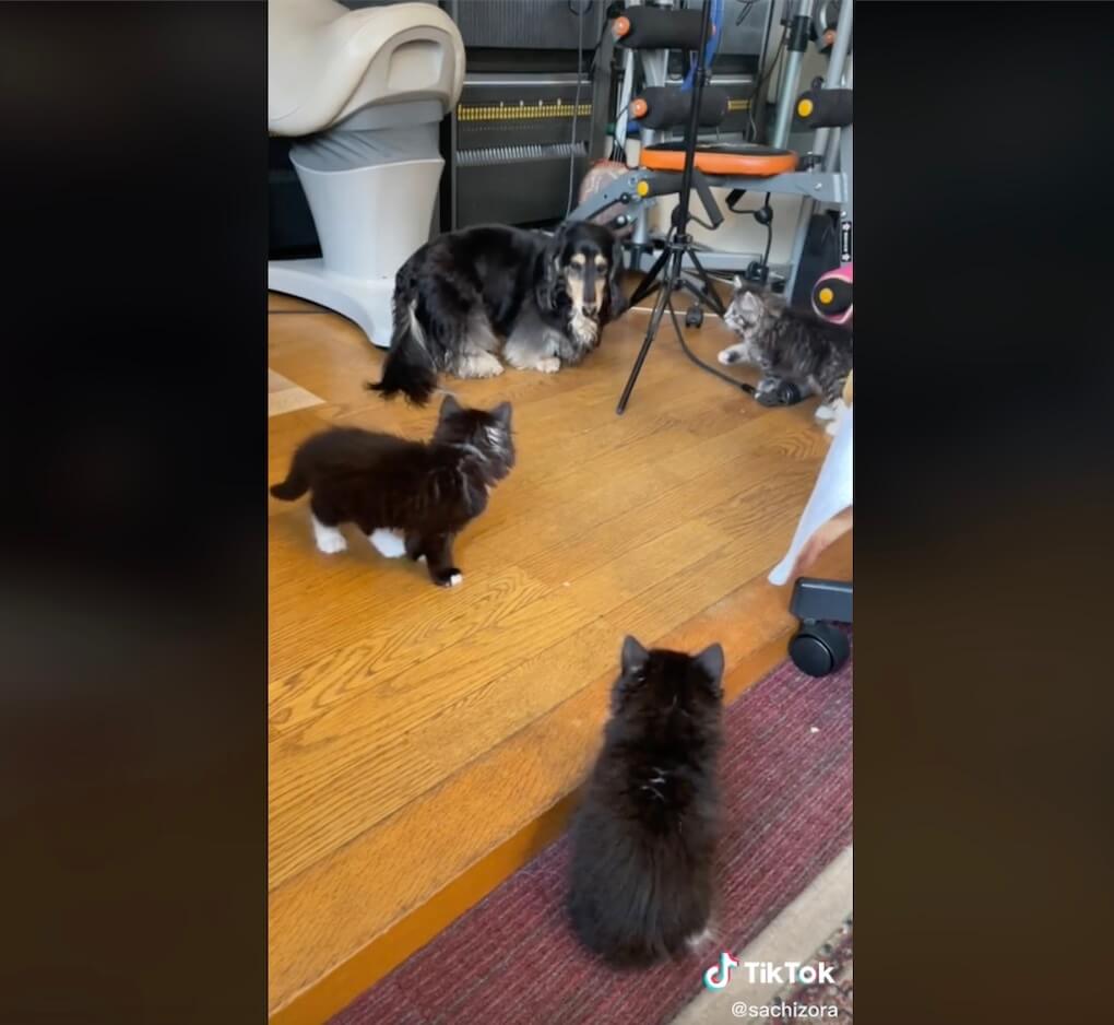 ダックスフンド,動画