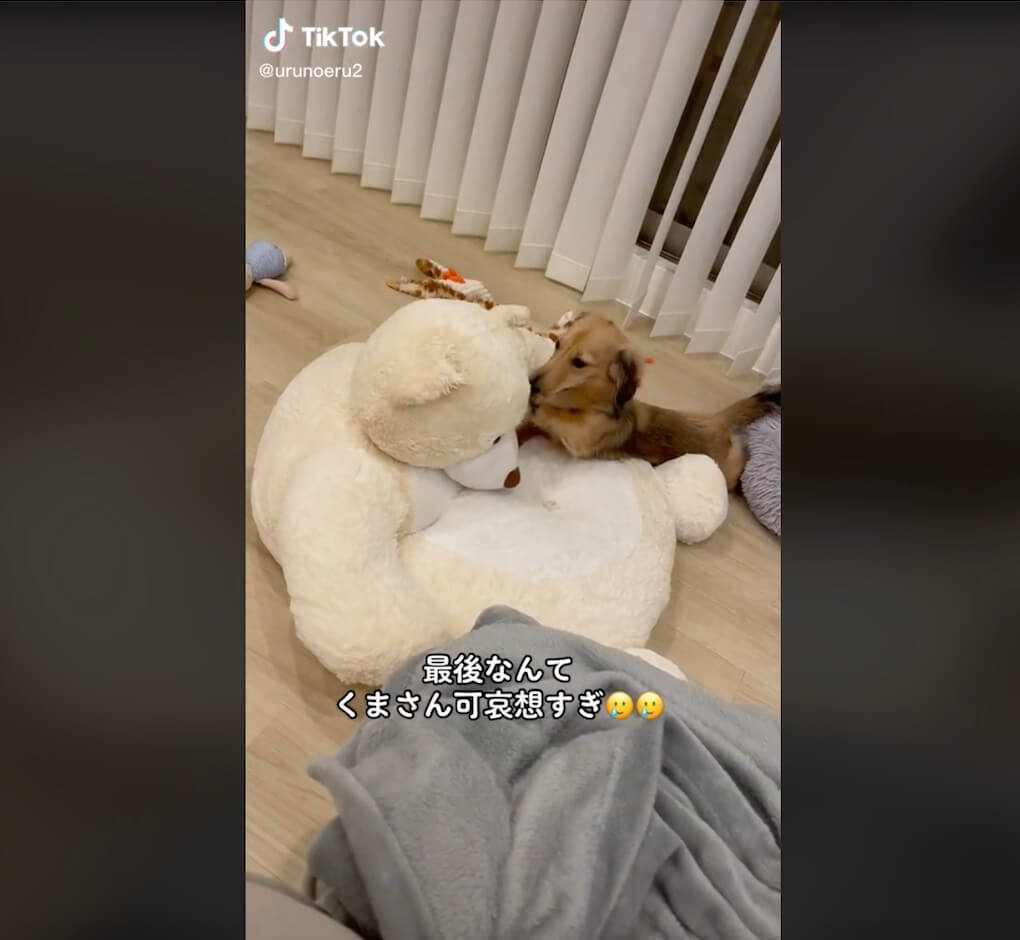 ダックスフンド,動画