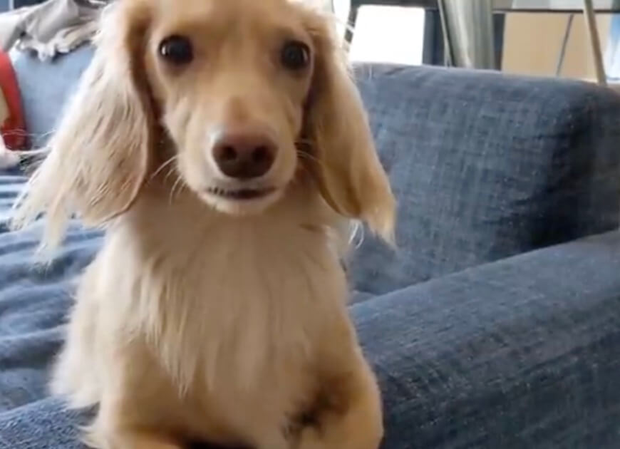 ダックスフンド,動画