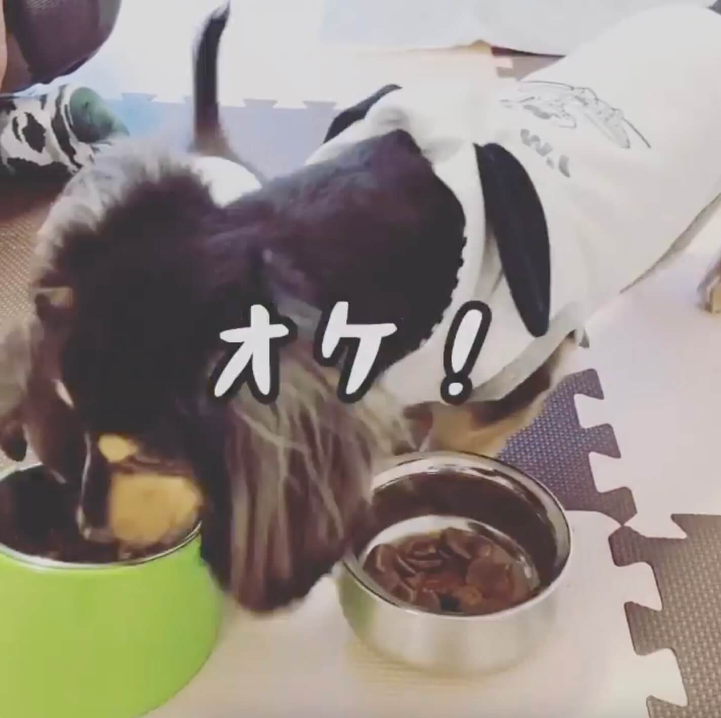 ダックスフンド,動画