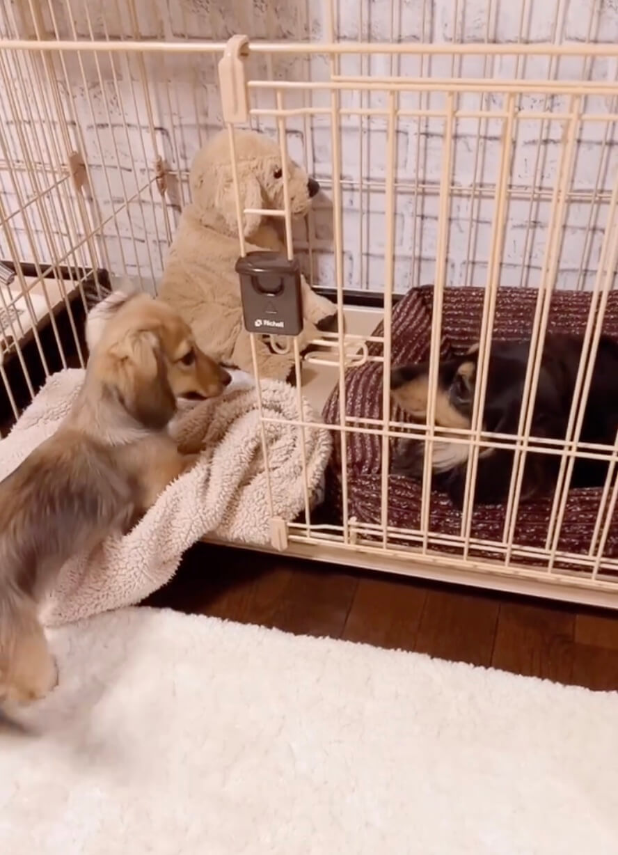 ダックスフンド,動画