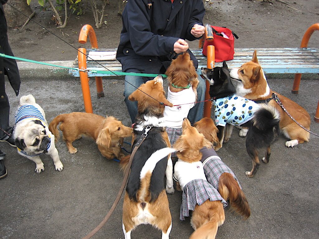 おやつをもらう犬たち。