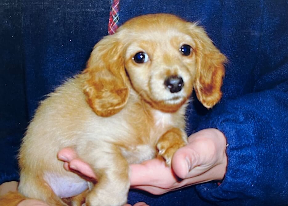 ダックスパピー