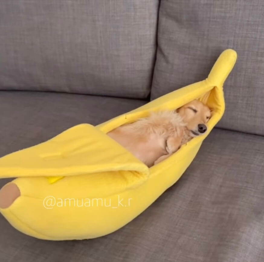 ダックスフンド,動画