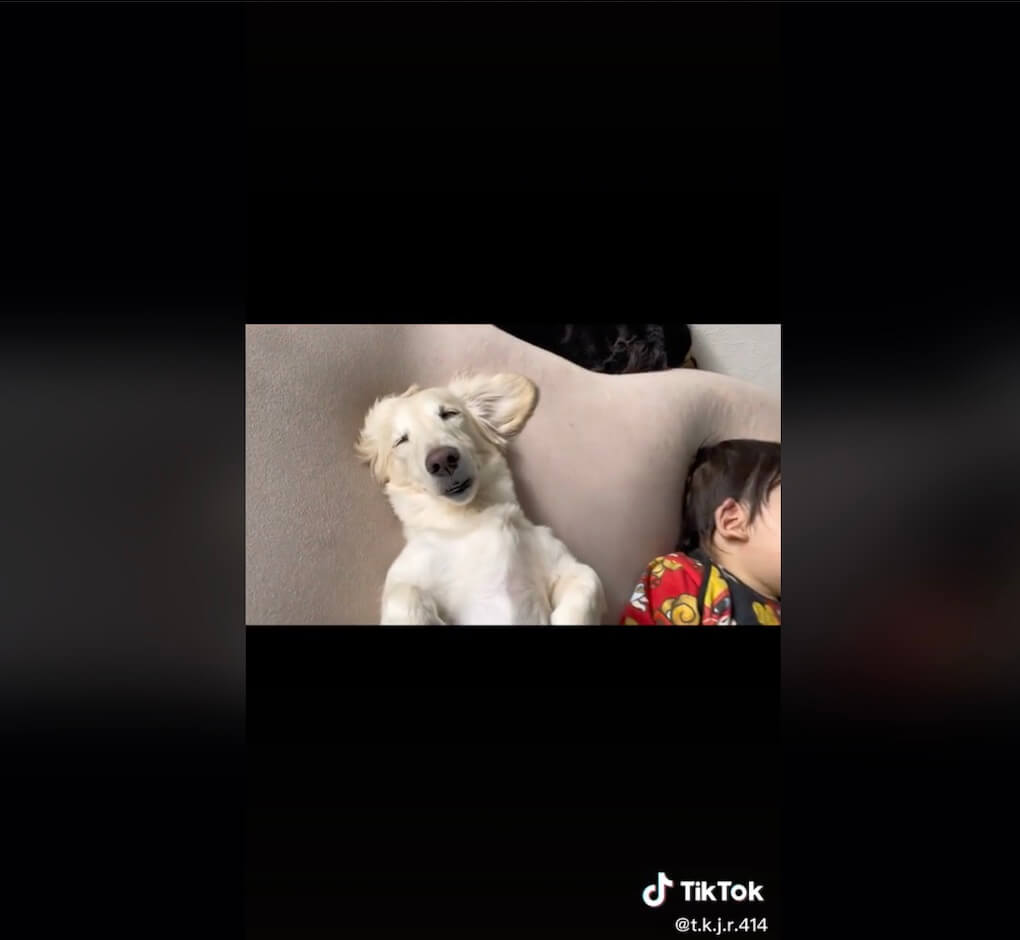 ダックスフンド,動画