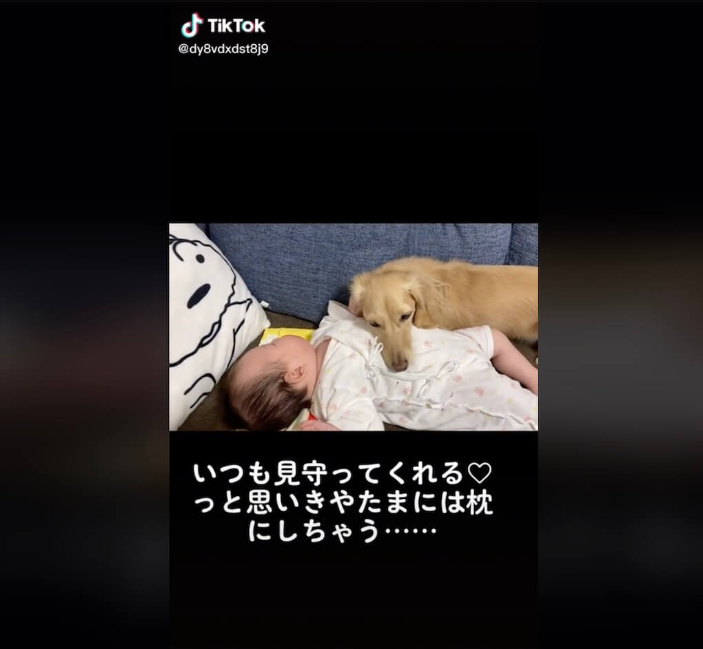 ダックスフンド,動画