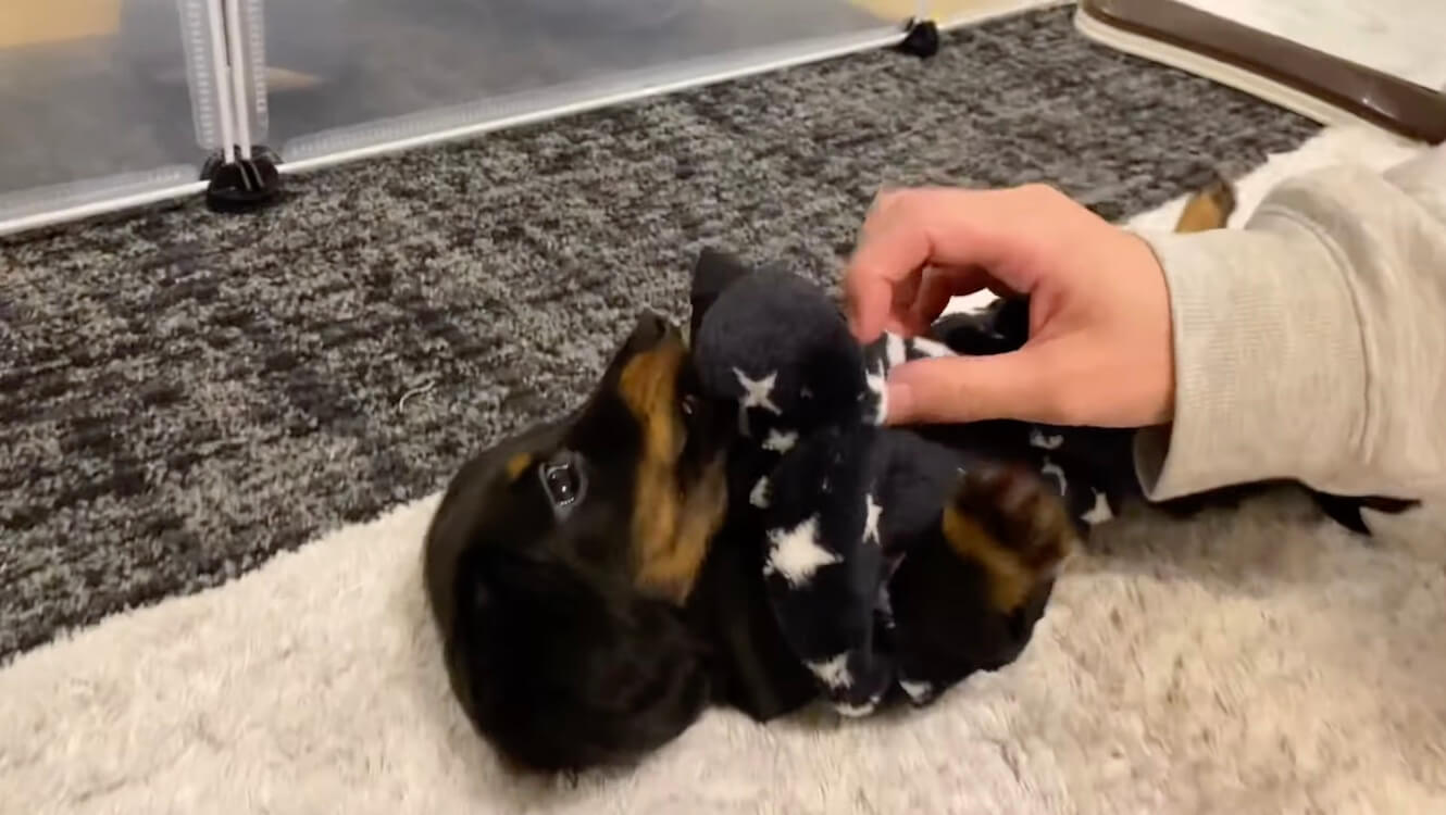 ダックスフンド,動画