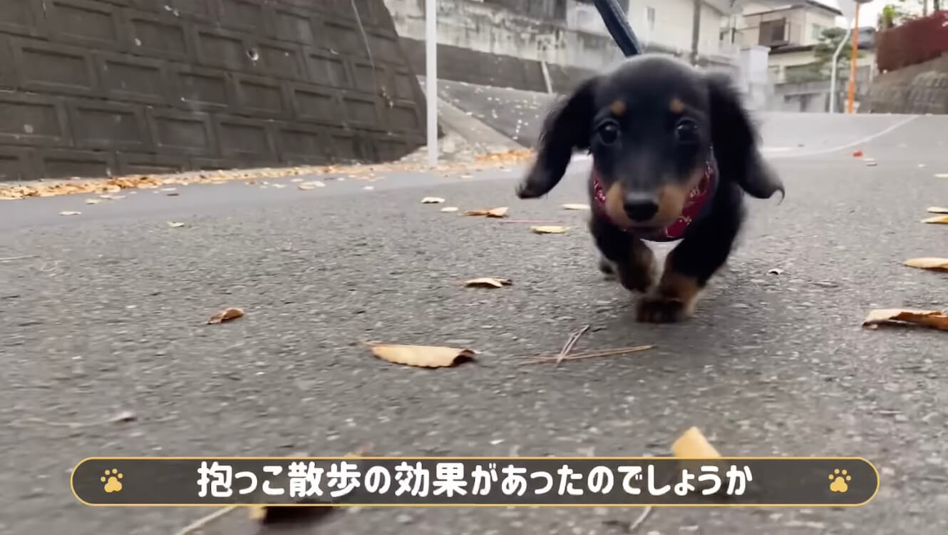 ダックスフンド,動画