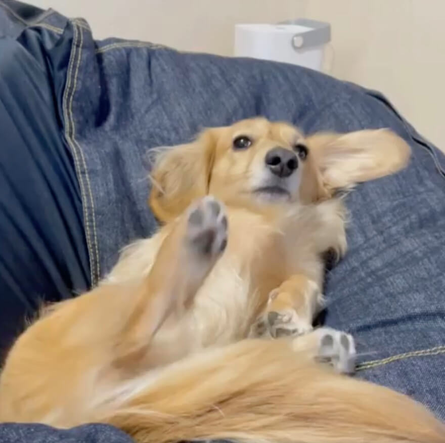 ダックスフンド,動画