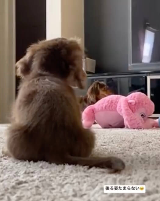 ダックスフンド,動画