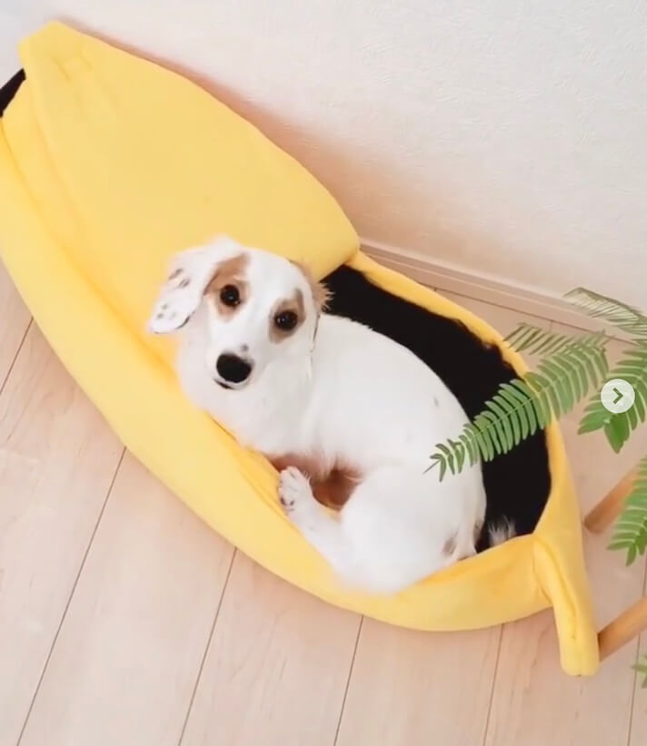 ダックスフンド,動画