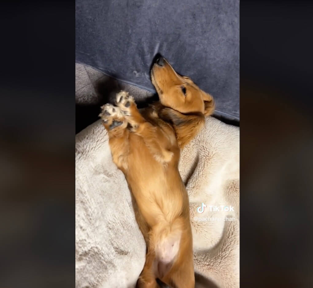 ダックスフンド,動画