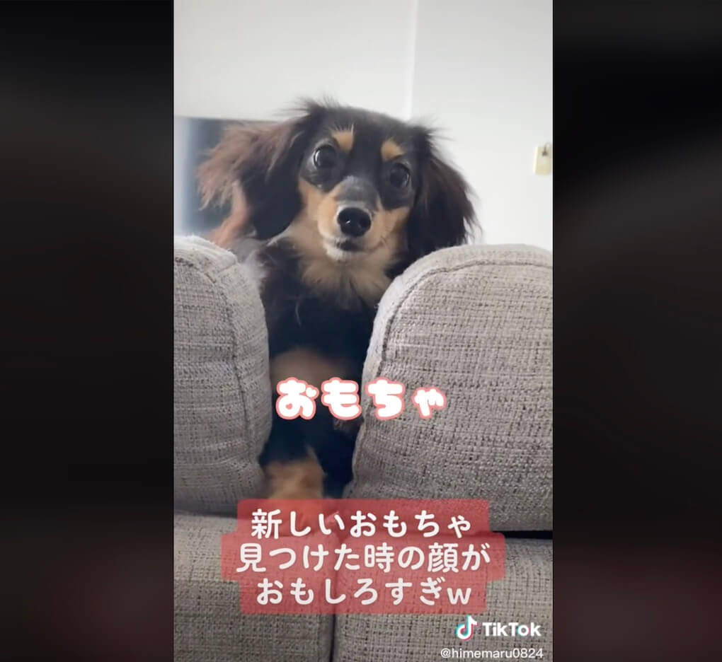 ダックスフンド,動画