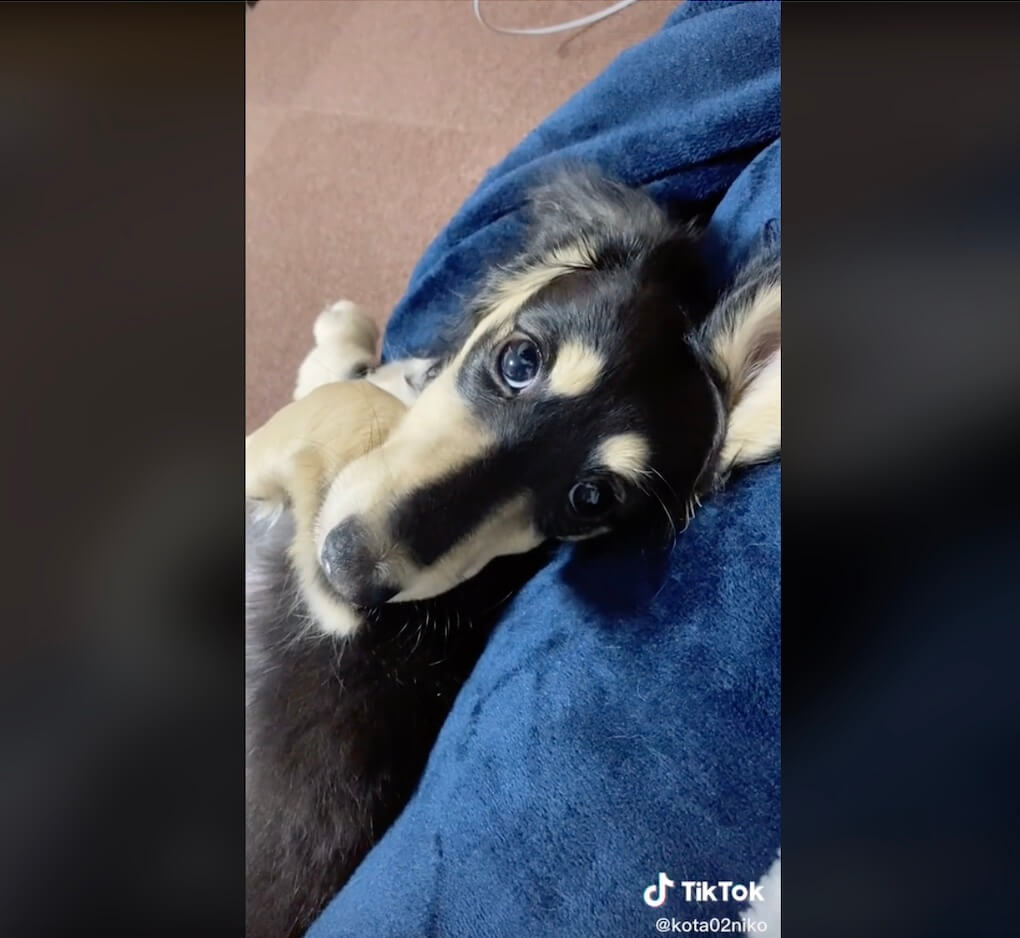 ダックスフンド,動画