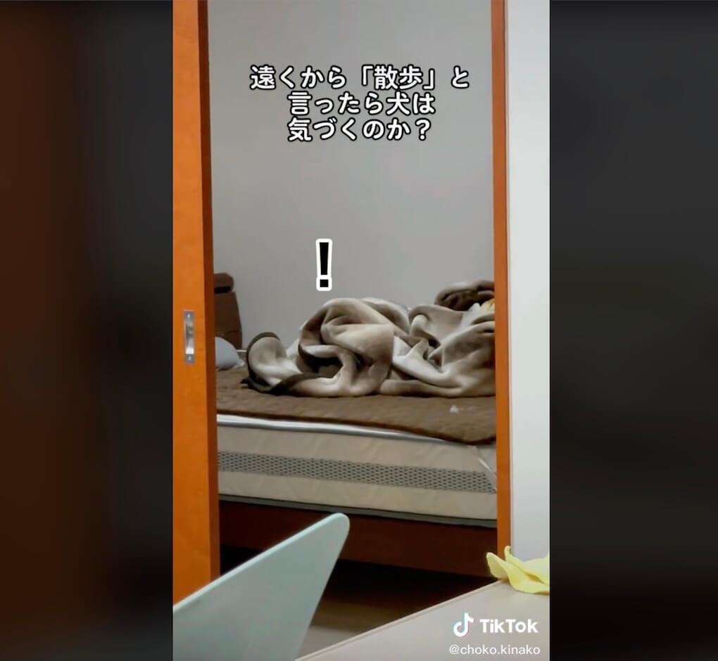 ダックスフンド,動画