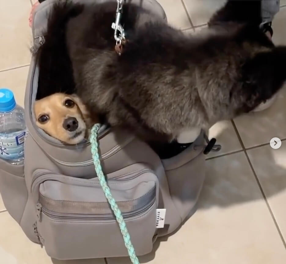 ダックスフンド,動画