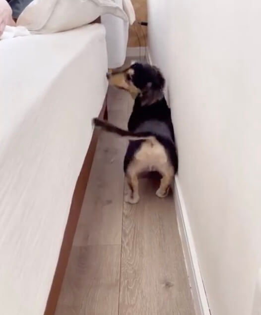 ダックスフンド,動画