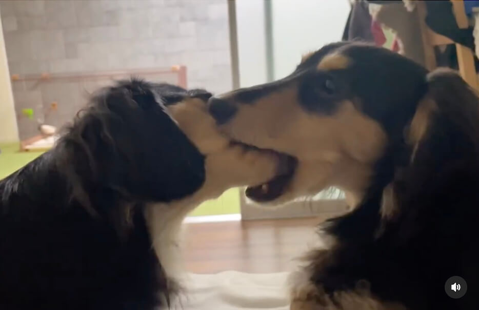 ダックスフンド,動画