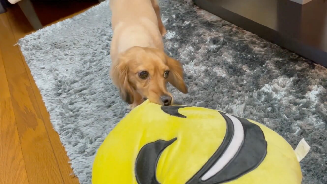 ダックスフンド,動画