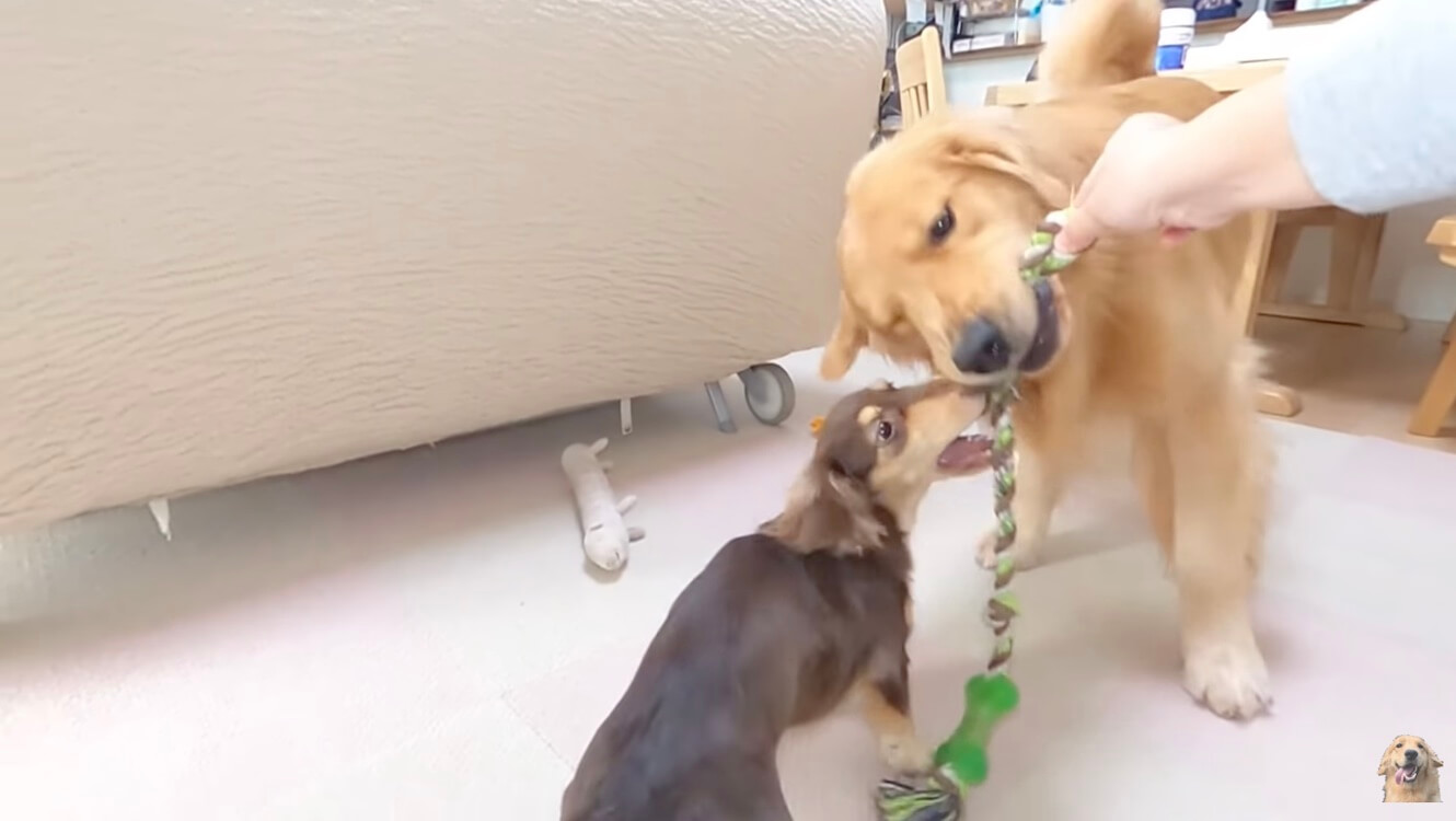 ダックスフンド,動画