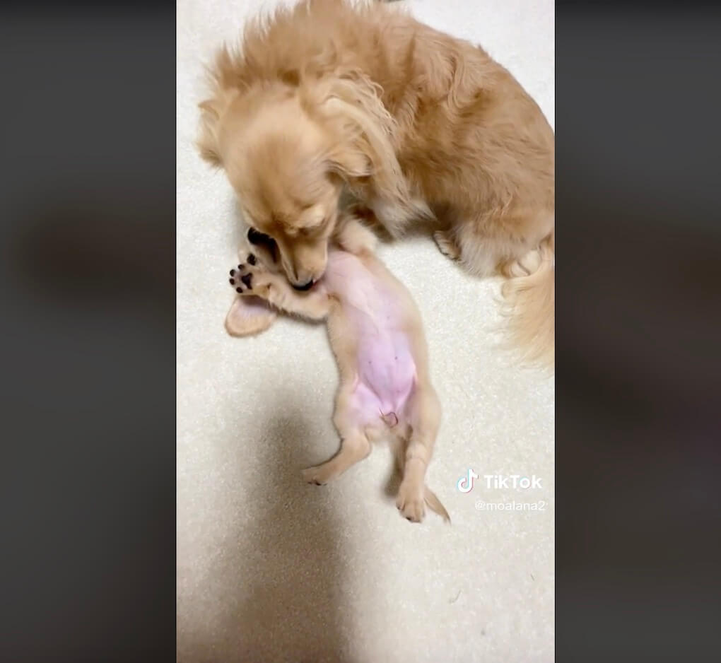 ダックスフンド,動画