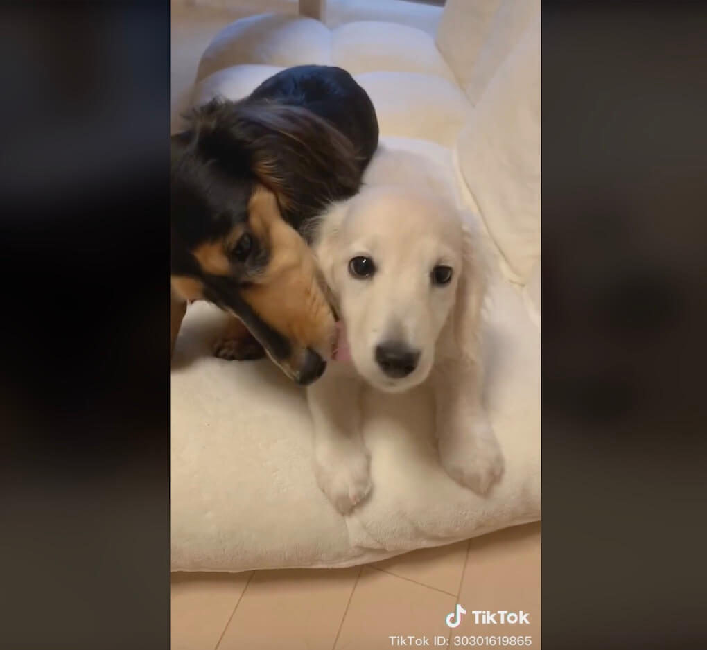 ダックスフンド,動画