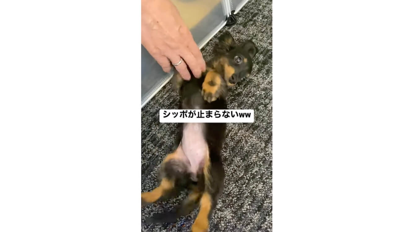 ダックスフンド,動画