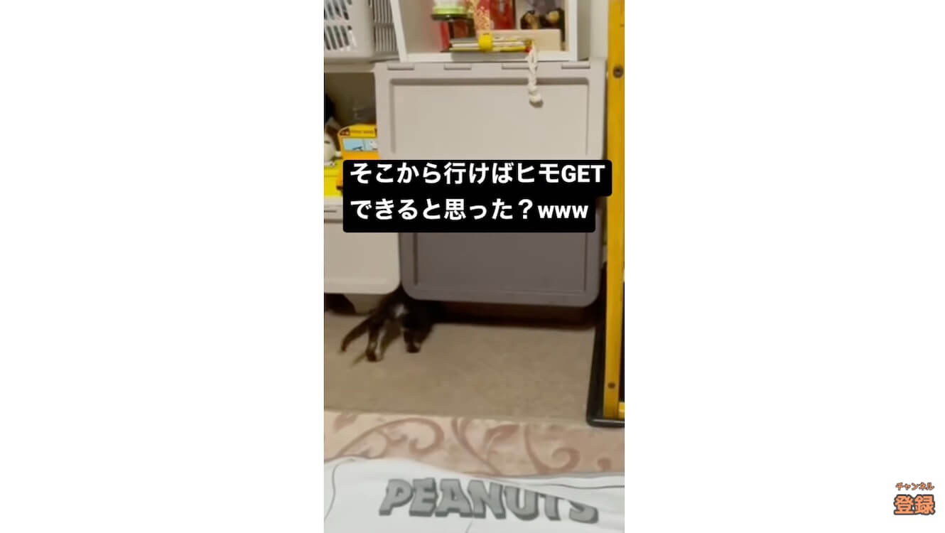 ダックスフンド,動画