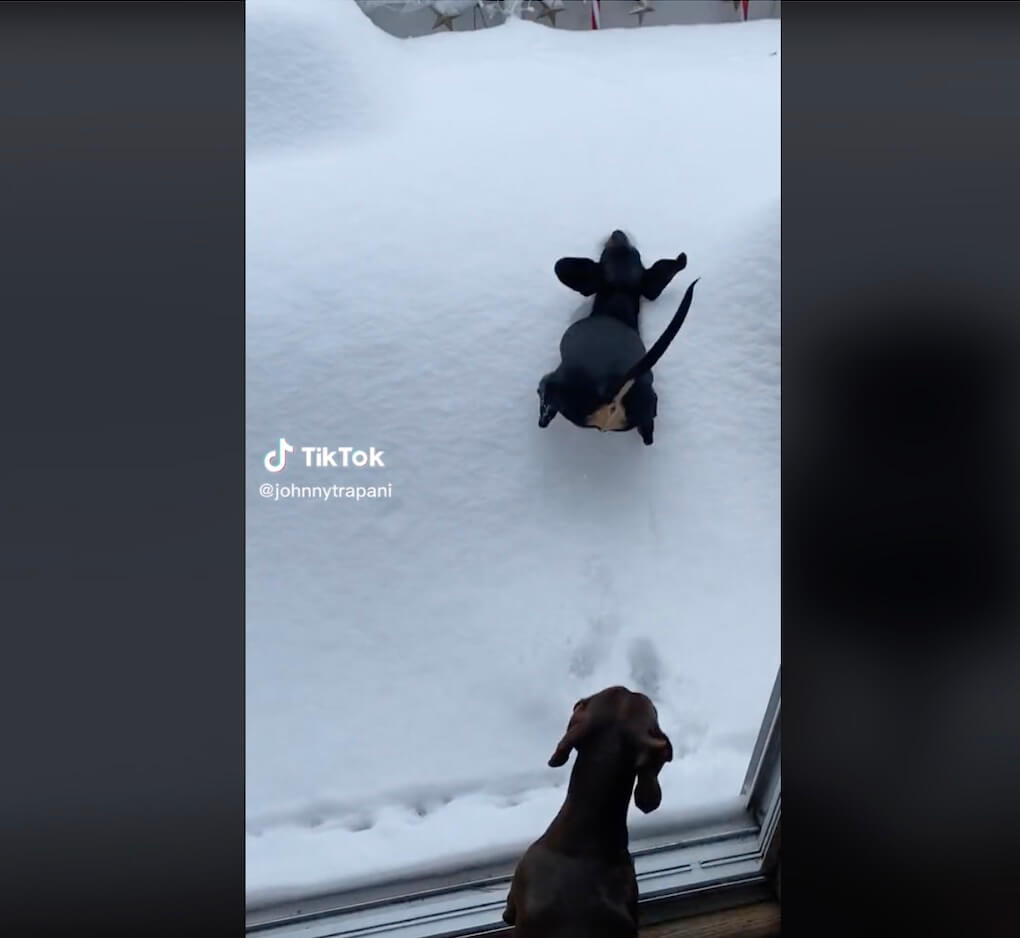 ダックスフンド,動画